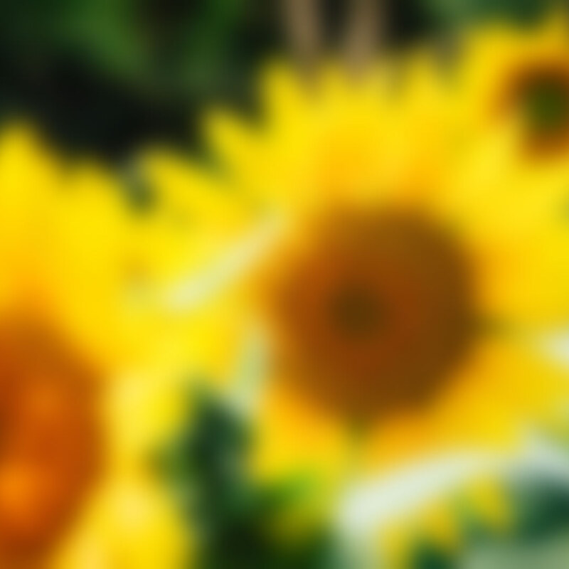 Sun Flowers