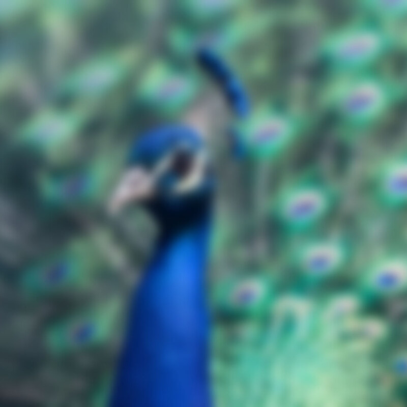 Blue Bird